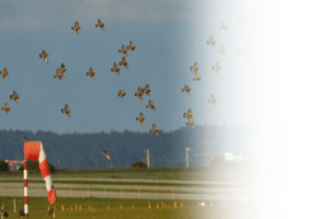 Bird Strike Homepage Ad v 1
